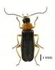 Cantharis flavilabris